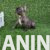3 francuski buldogM0826