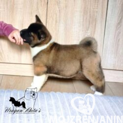1 americka akita MM0826