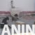 americka akita 02