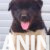 americka akita 02