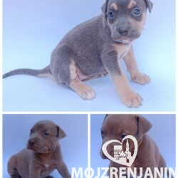 pit bul 01