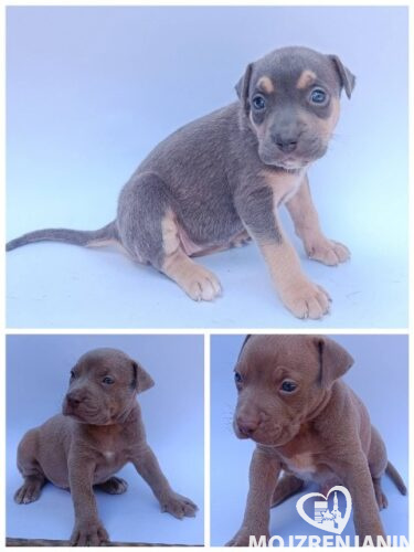 pit bul 01 pit bul 01