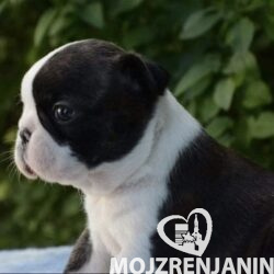 1 boston terijer S0526