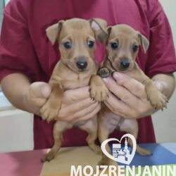 patuljasti pinč 01