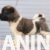 3. americka akita 08