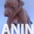 pit bul 04