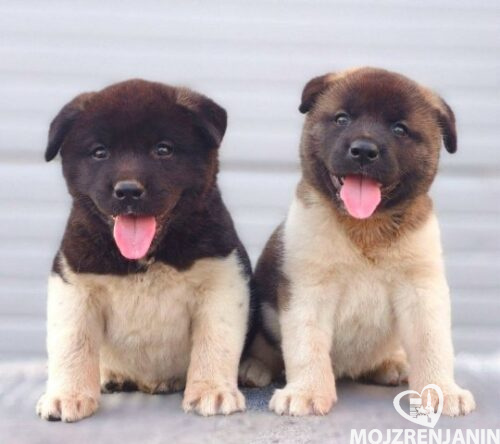 americka akita 01 americka akita 01
