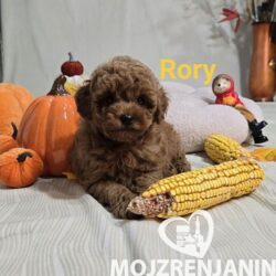 1 toycrpudlaN0926