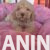 2 Labradoodle F1bOL1026