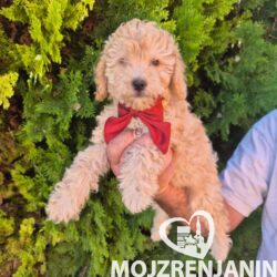 1 Labradoodle F1bOL1026