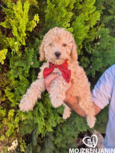 1 Labradoodle F1bOL1026 1 Labradoodle F1bOL1026