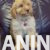 4 Labradoodle F1bOL1026 4 Labradoodle F1bOL1026
